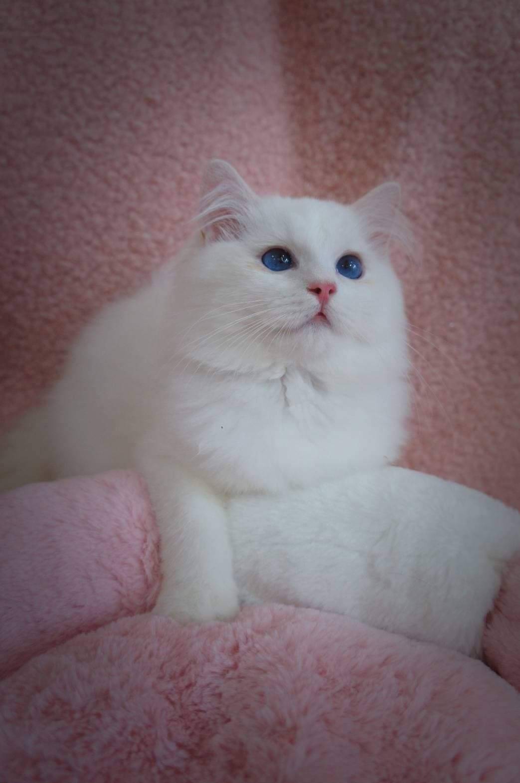 蘋果樹下的布偶貓／奶油色布偶貓