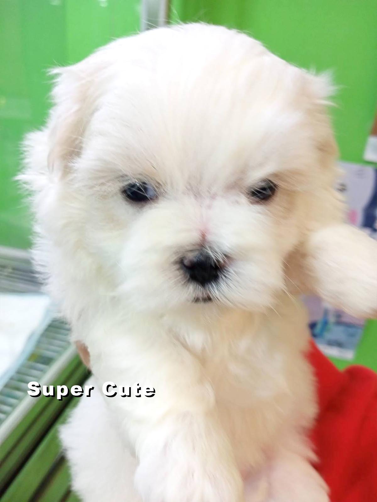 超可愛名犬社／馬爾濟斯