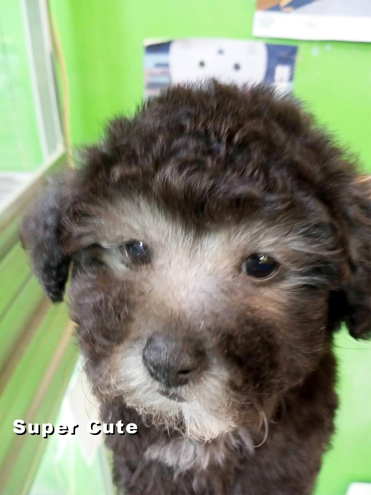 超可愛名犬社／銀灰貴賓