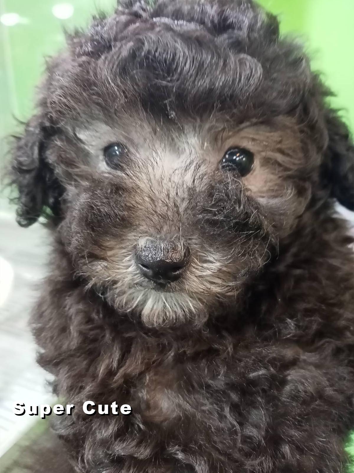 超可愛名犬社／銀灰貴賓