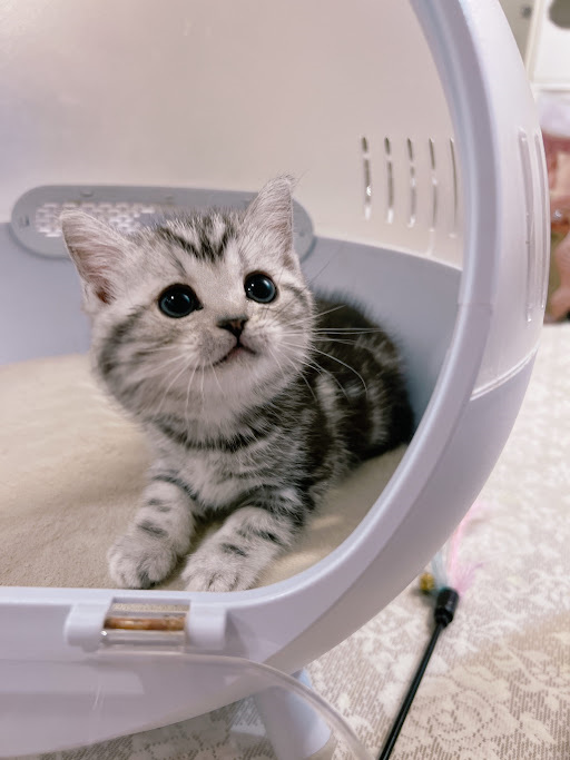 星光貓舍／銀灰螺旋紋美國短毛貓