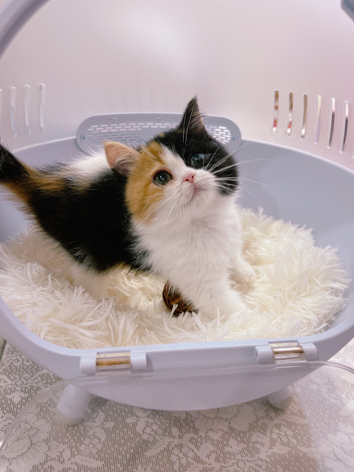 星光貓舍／黑三花色英國短毛貓