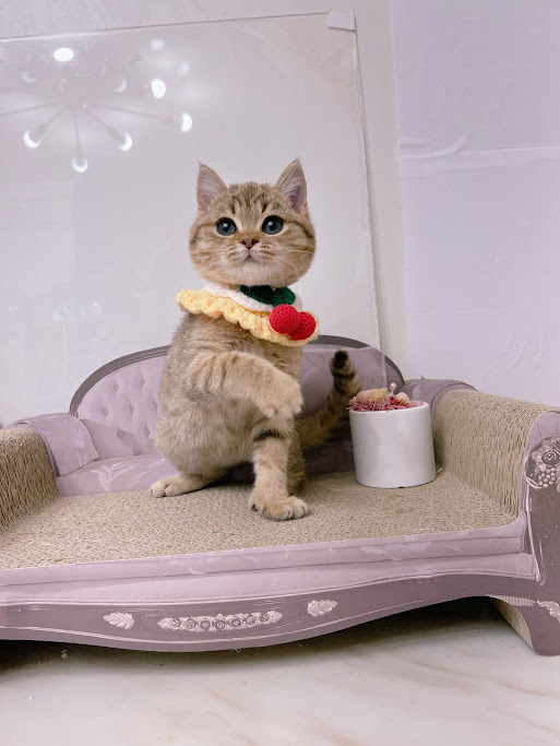 星光貓舍／金棕色虎斑非標準曼赤肯