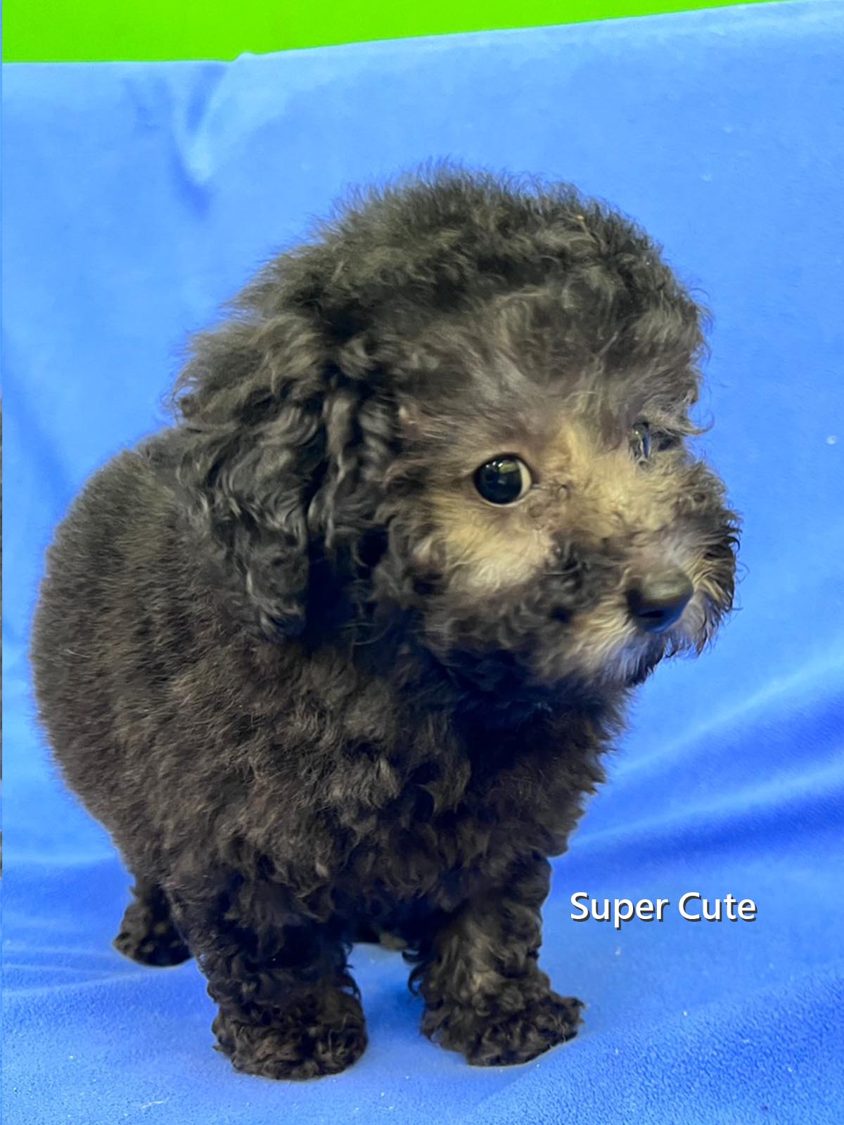 超可愛名犬社／銀灰貴賓