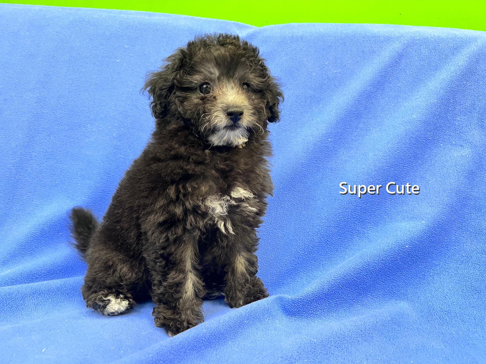 超可愛名犬社／銀灰貴賓