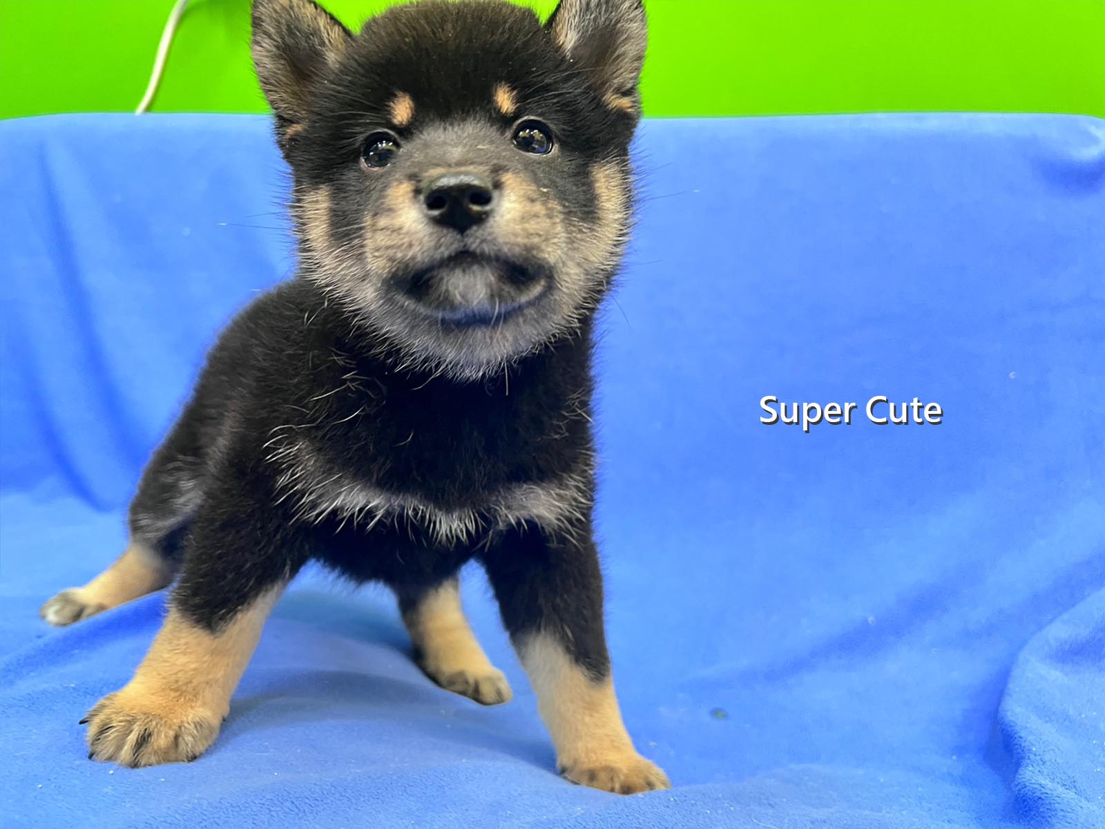 超可愛名犬社／黑色柴犬