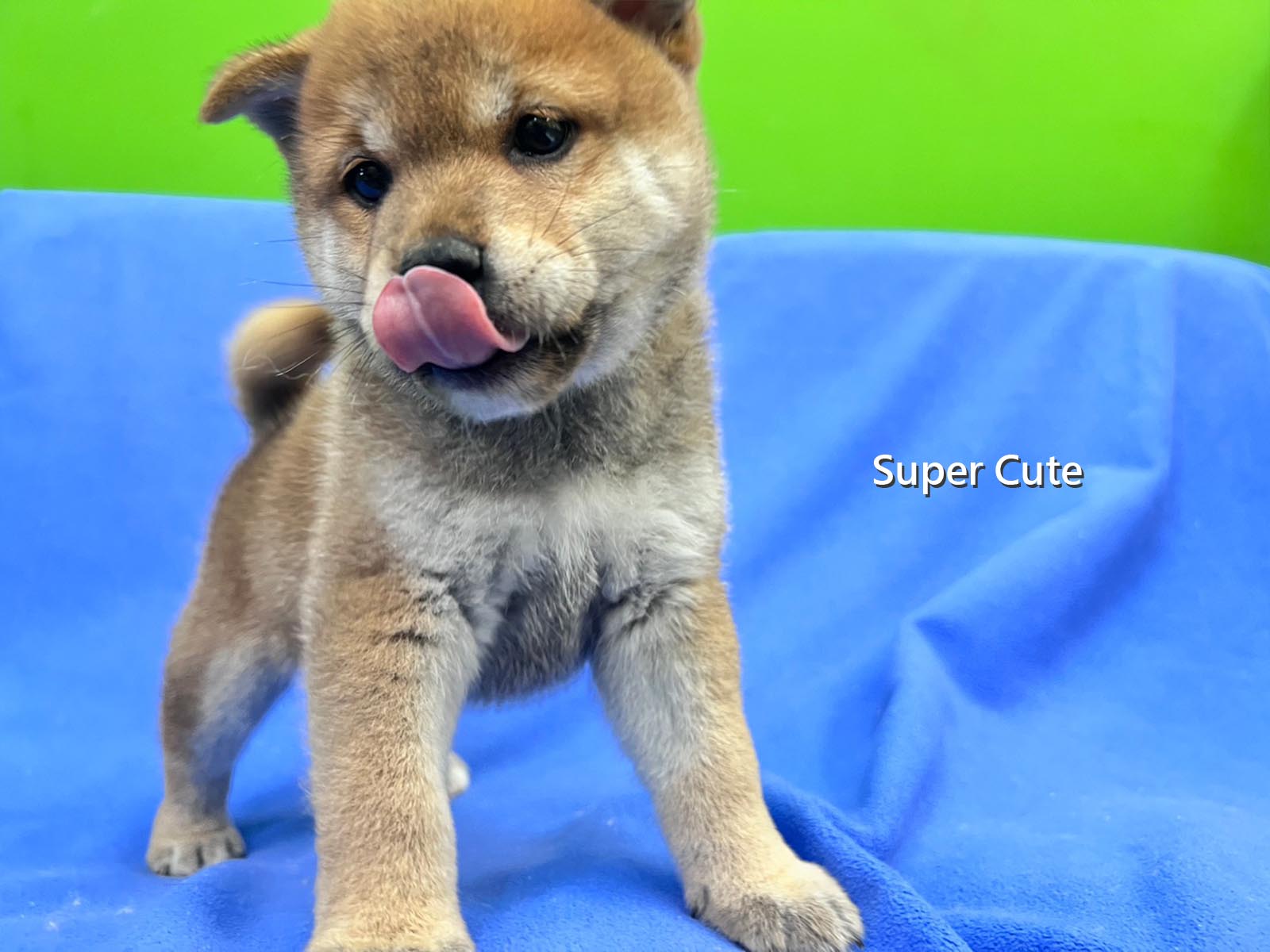 超可愛名犬社／赤色柴犬