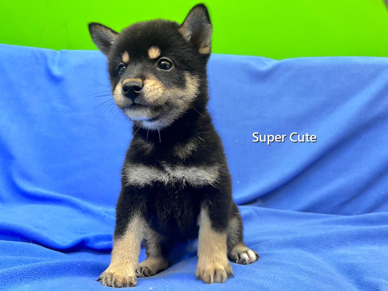 超可愛名犬社／黑色柴犬