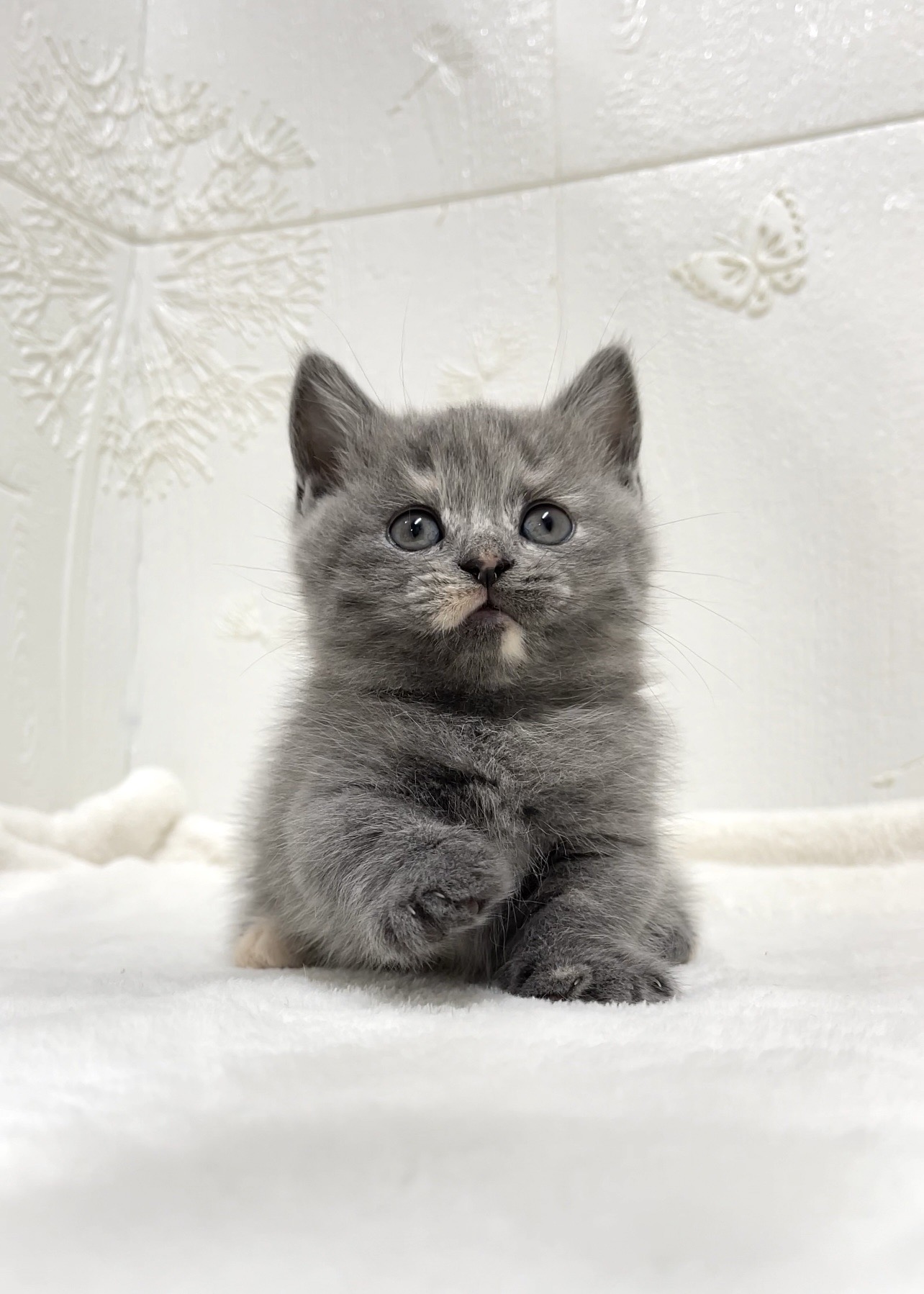 貓咪總動員館／藍奶油色曼赤肯