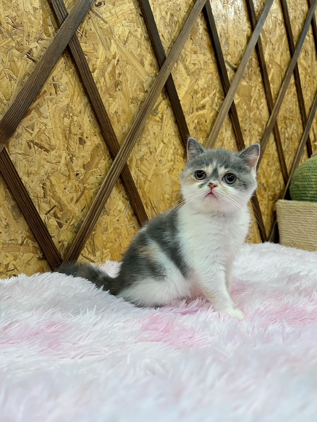 金瑟喵屋／藍三花英國短毛貓