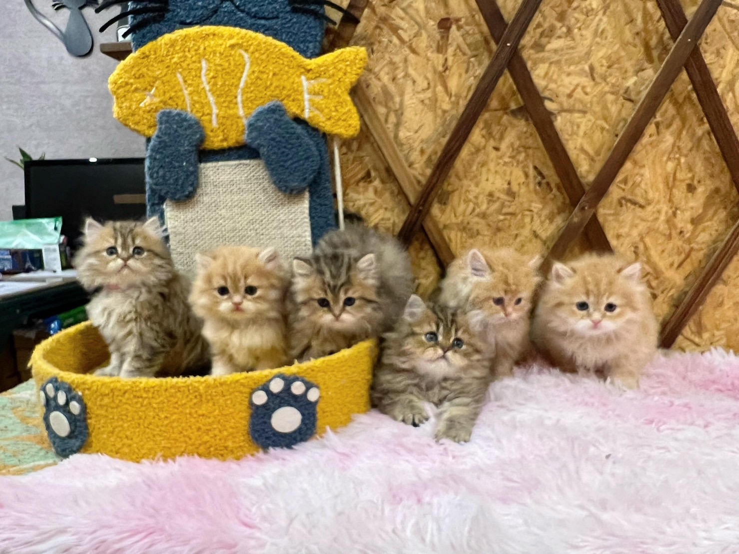 金瑟喵屋／黃金色、棕黃色金吉拉