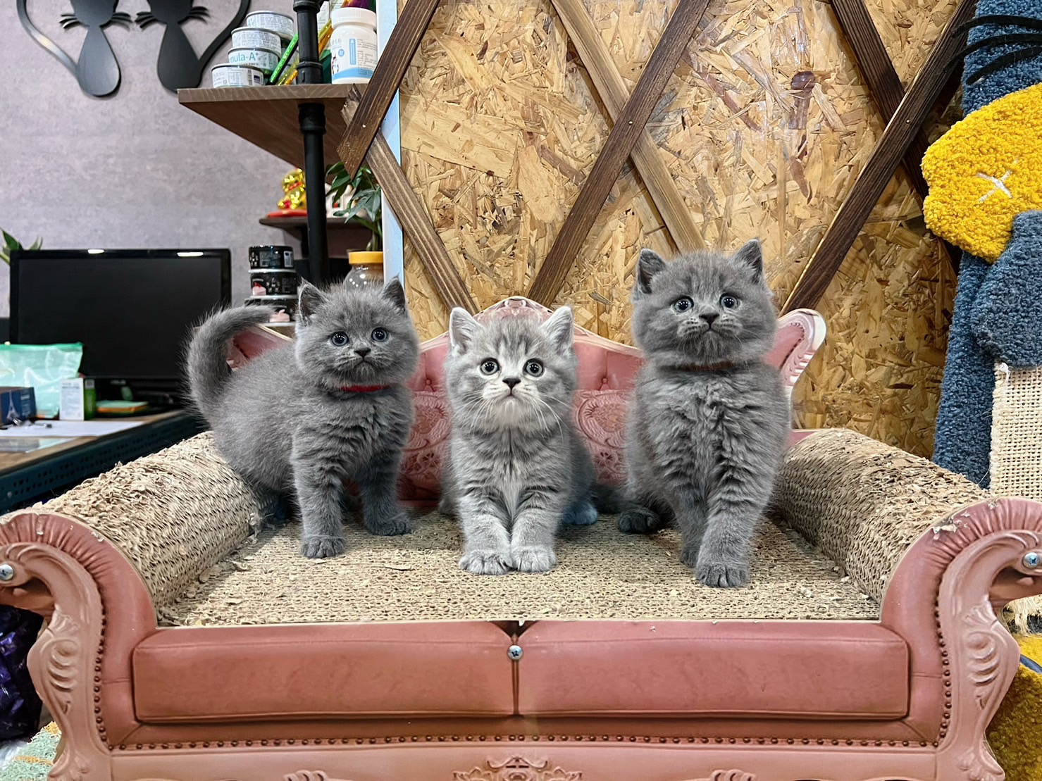 金瑟喵屋／藍色、藍虎斑英國短毛貓