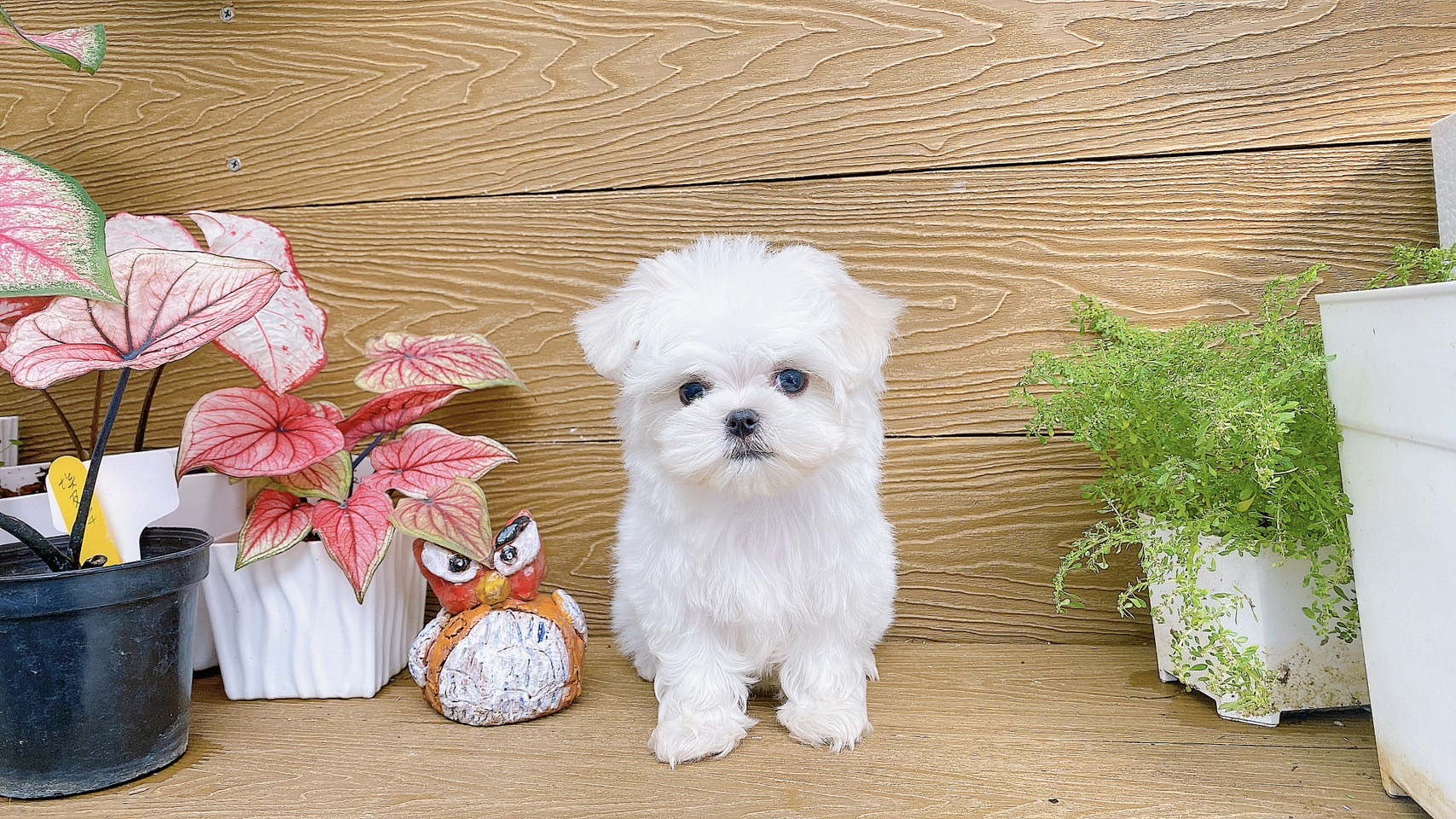 羊咩咩寵物生活館／馬爾濟斯