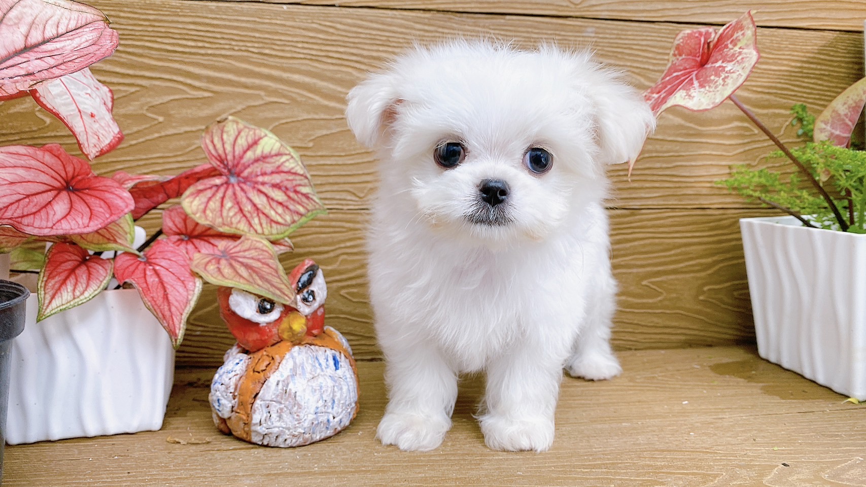 羊咩咩寵物生活館／馬爾濟斯