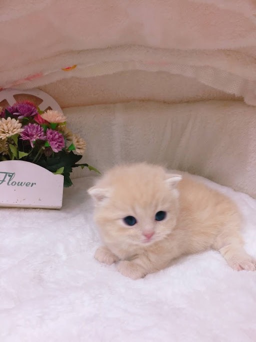 星光貓舍／奶茶曼赤肯