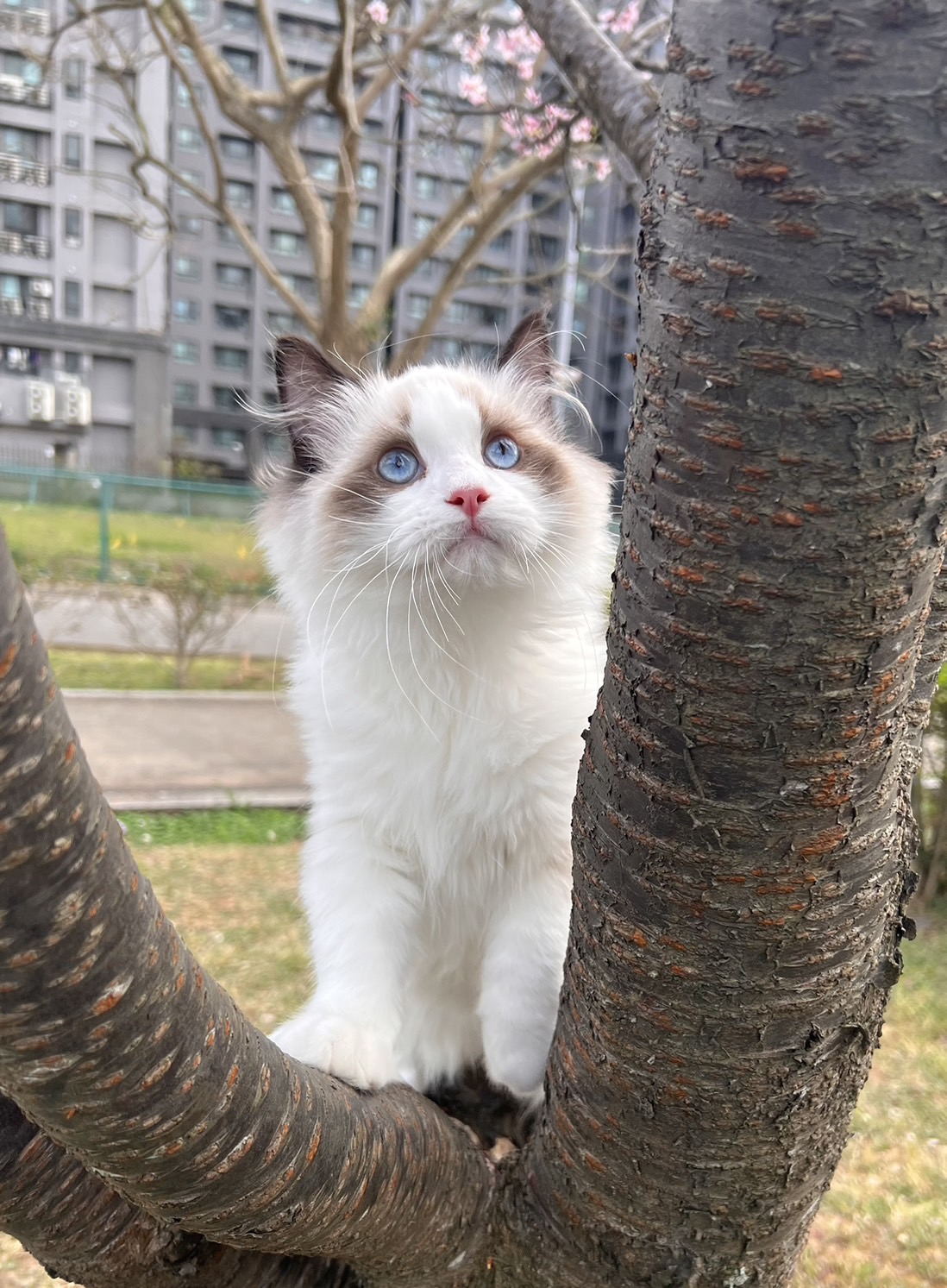 琥珀布偶貓舍／海豹雙色布偶貓