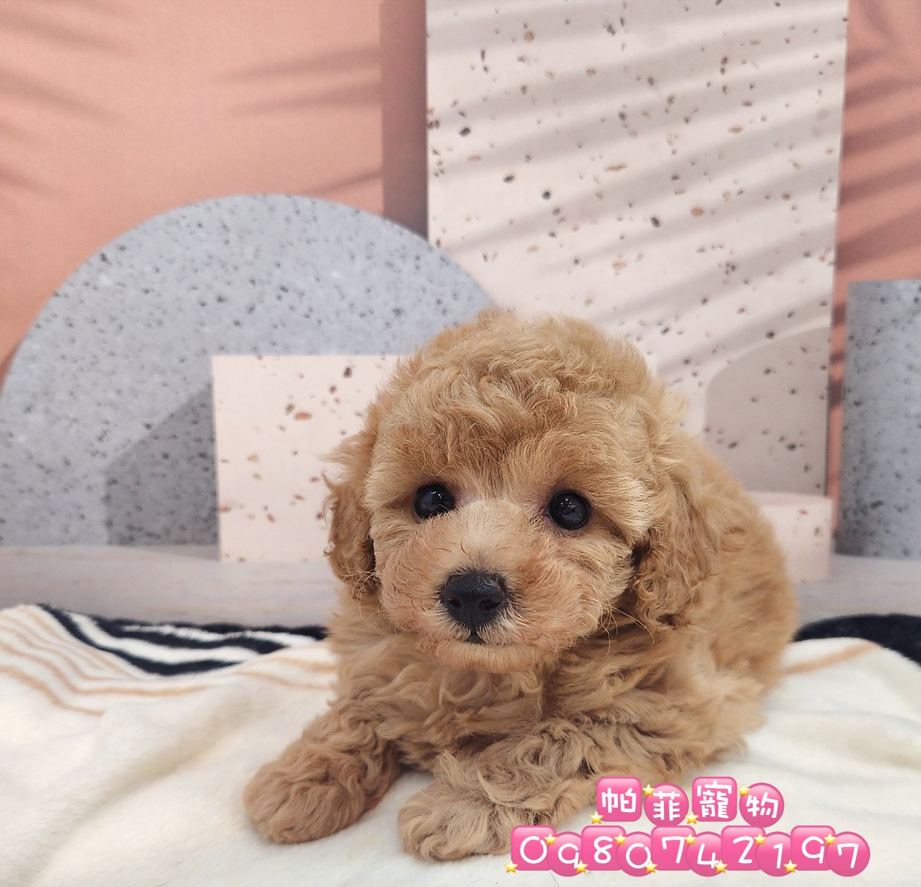 帕菲寵物館／泰迪貴賓