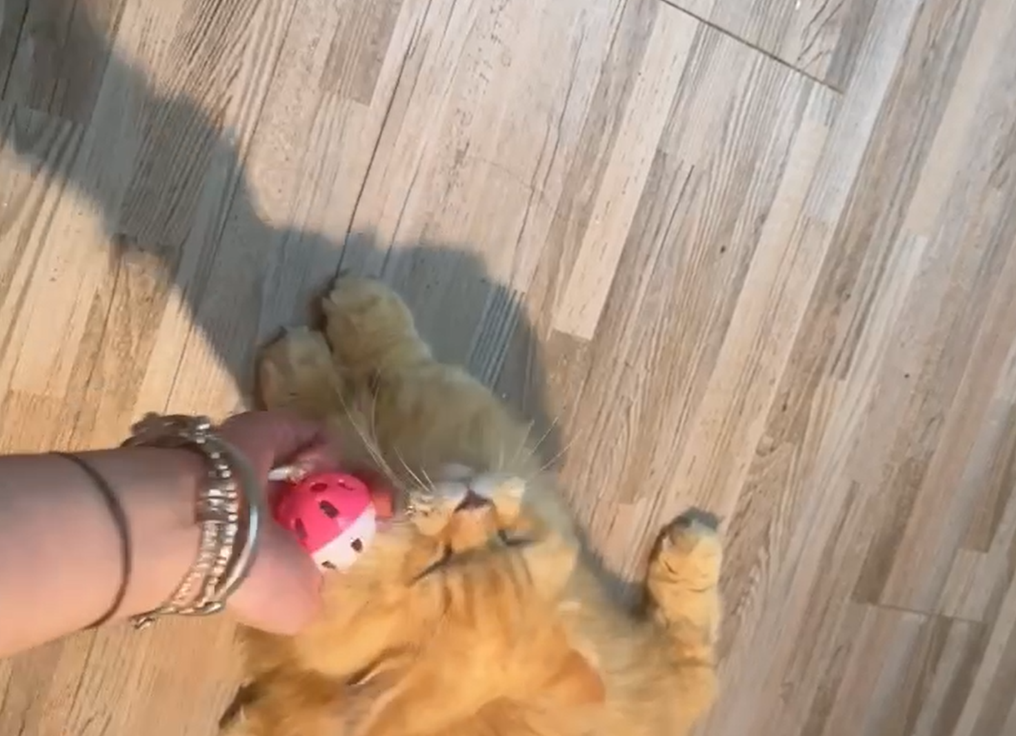 尊爵名皇／橘金漸層小步舞曲