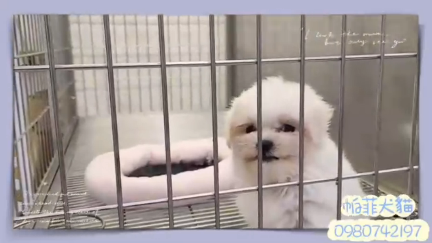 帕菲犬貓園／瑪爾濟斯