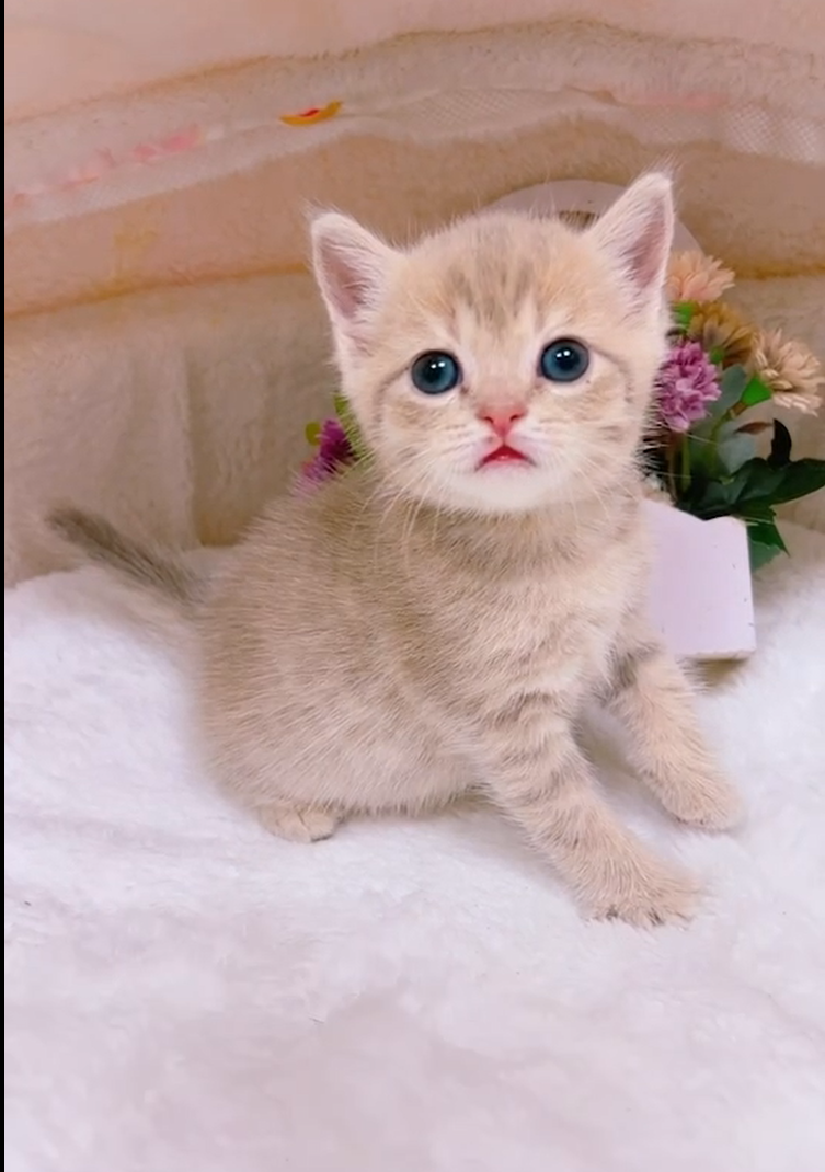 星光貓舍／小鹿色金虎斑非標準曼赤肯