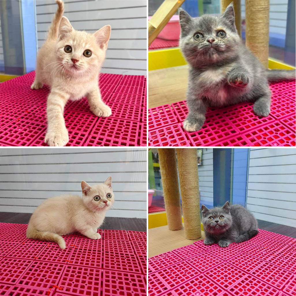 叮噹貓坊／曼赤肯 非標準曼赤肯