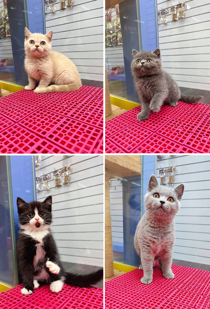 叮噹貓坊／英國短毛貓