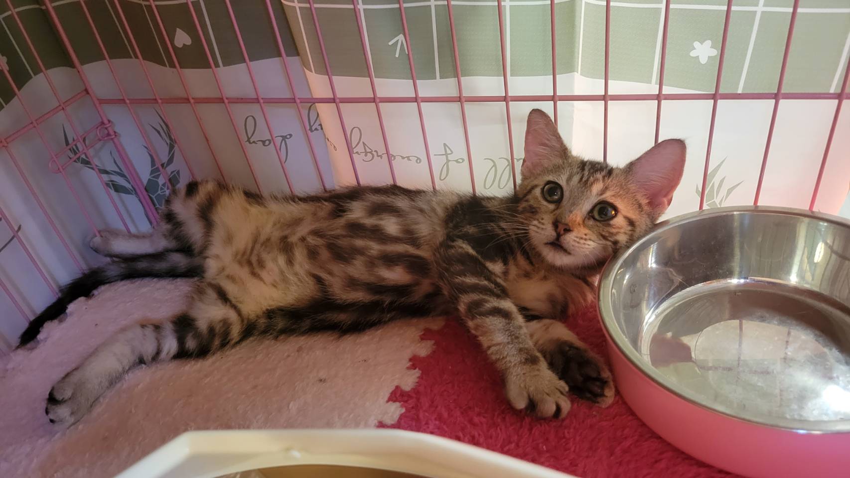 刻在你心底的貓／古銅美國短毛貓