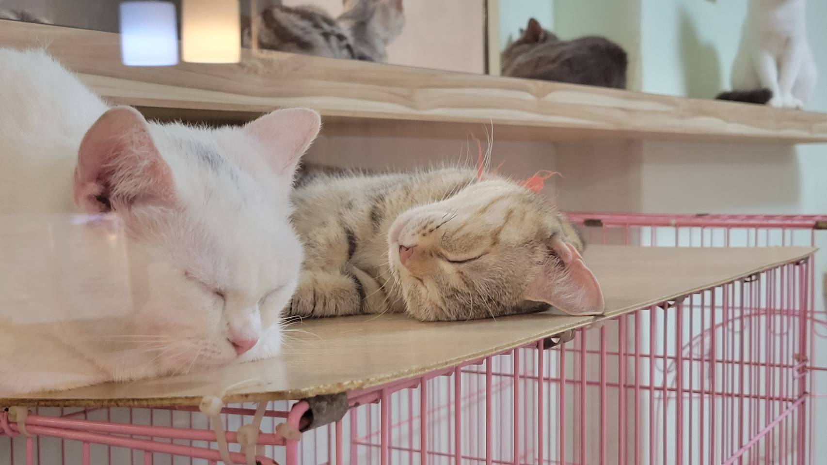 刻在你心底的貓／古銅色曼赤肯