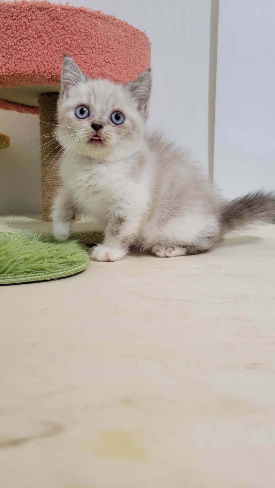 刻在你心底的貓／英國短毛貓