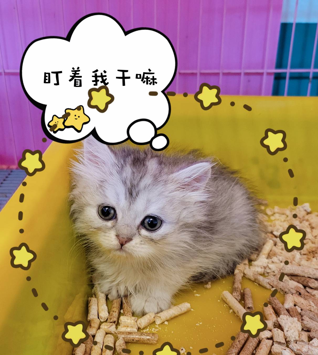 刻在你心底的貓／金吉拉