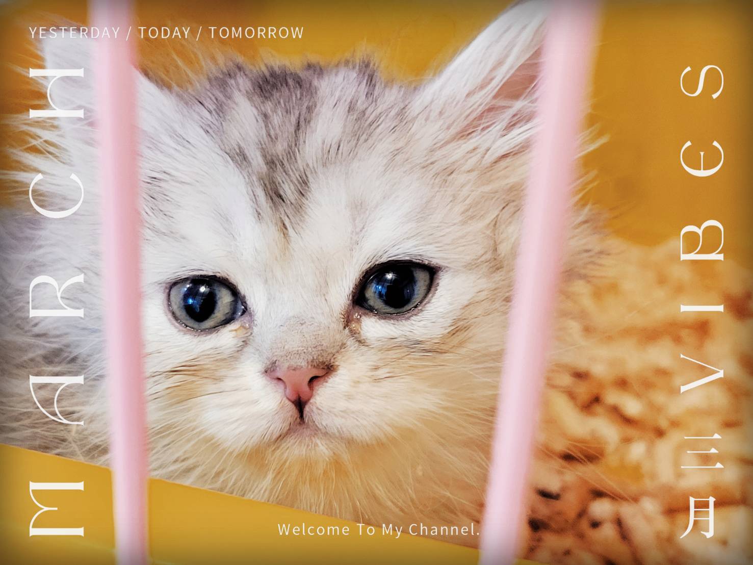 刻在你心底的貓／金吉拉