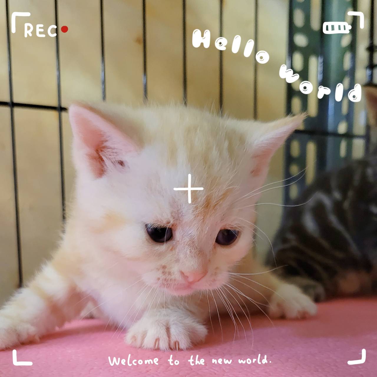 刻在你心底的貓／紅美國短毛貓