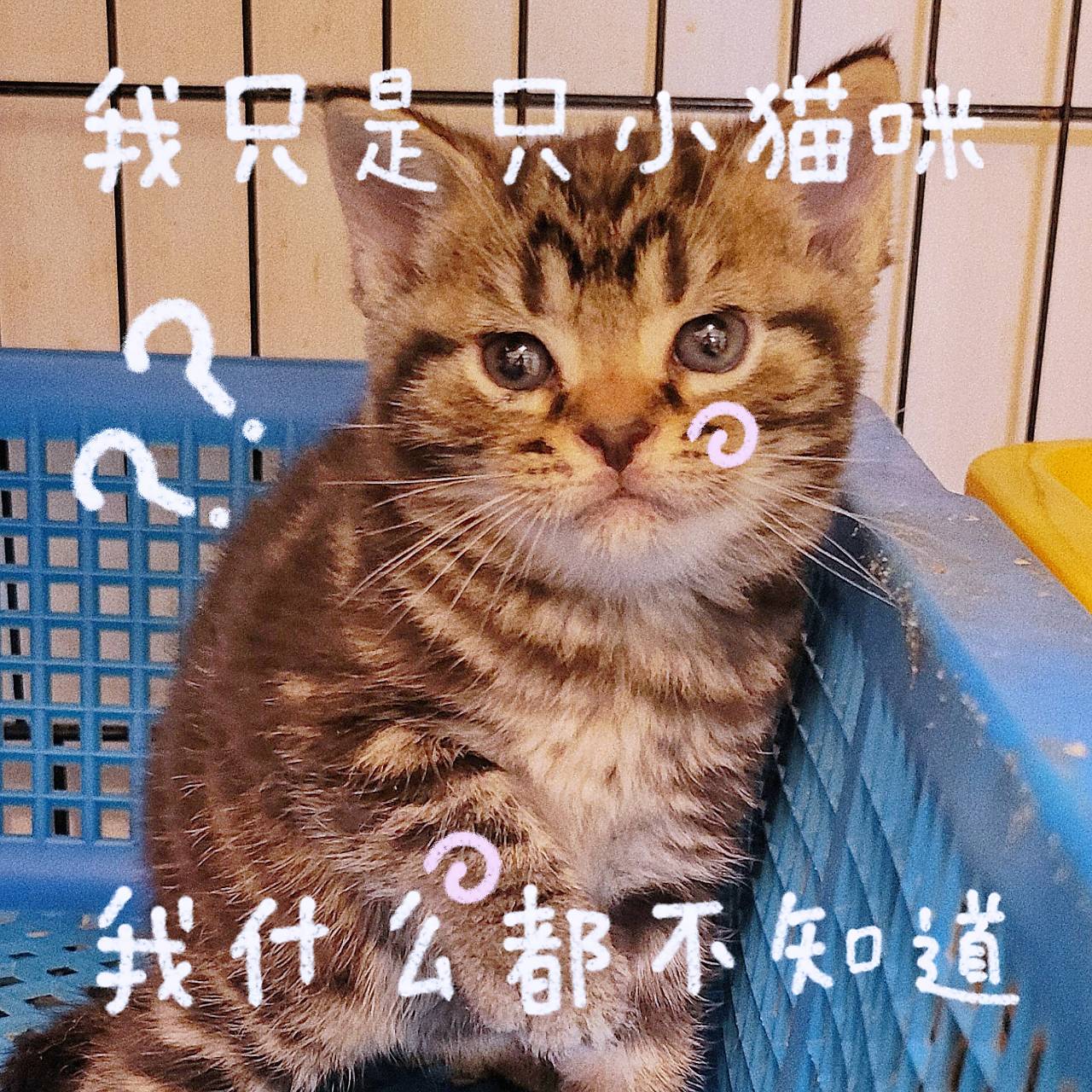 刻在你心底的貓／古銅紋美國短毛貓