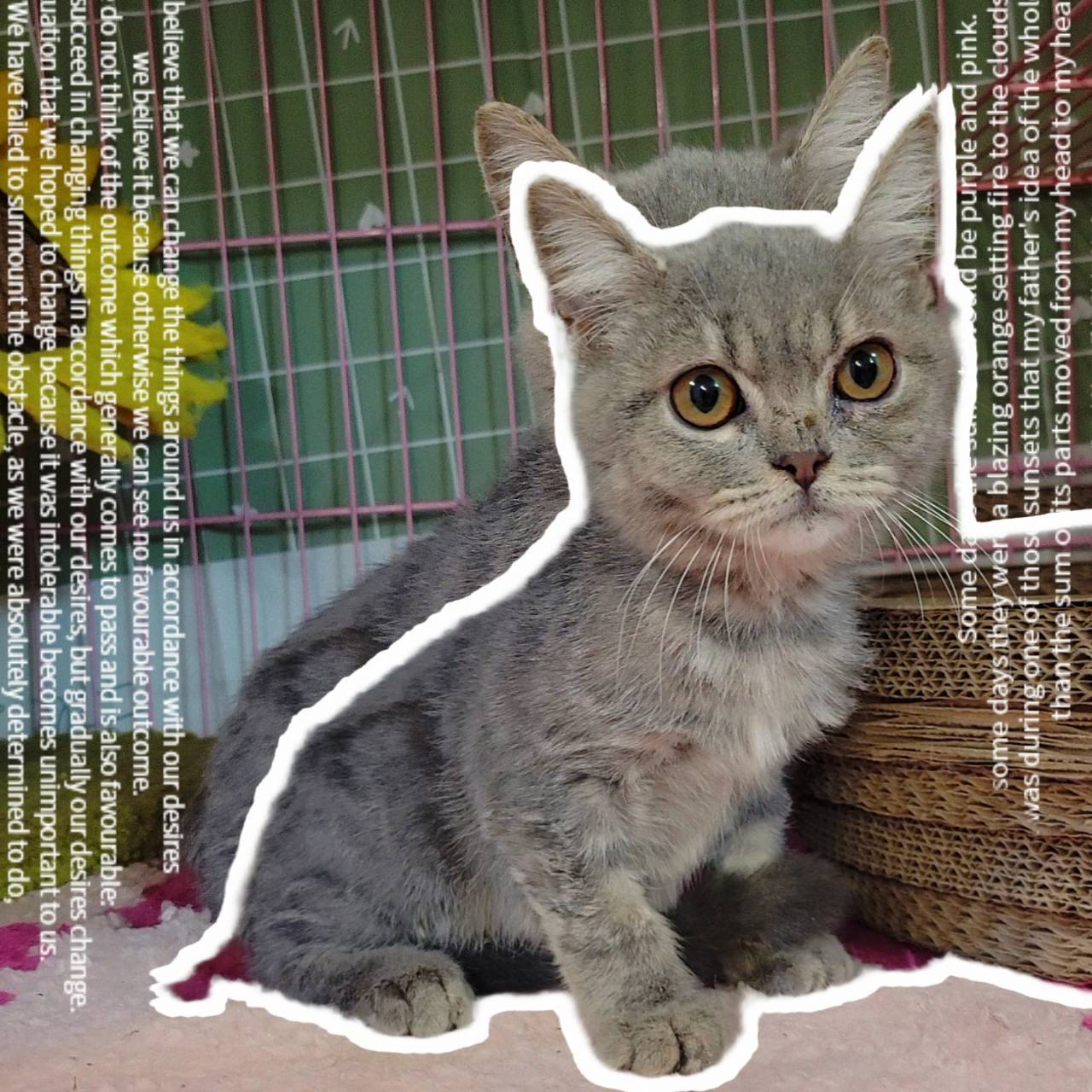 刻在你心底的貓／英國短毛貓