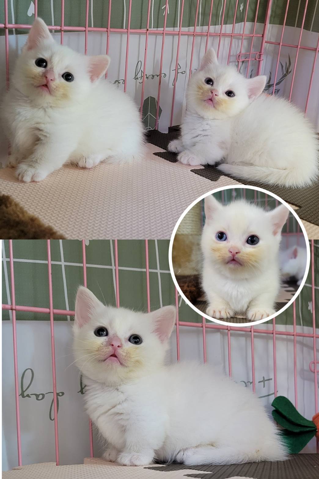 刻在你心底的貓／曼赤肯