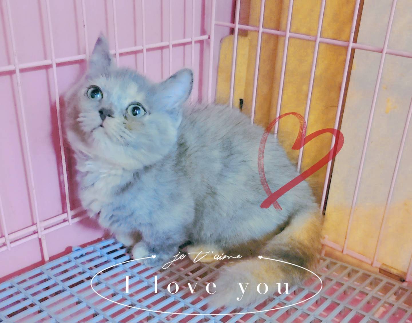 刻在你心底的貓／三花曼赤肯