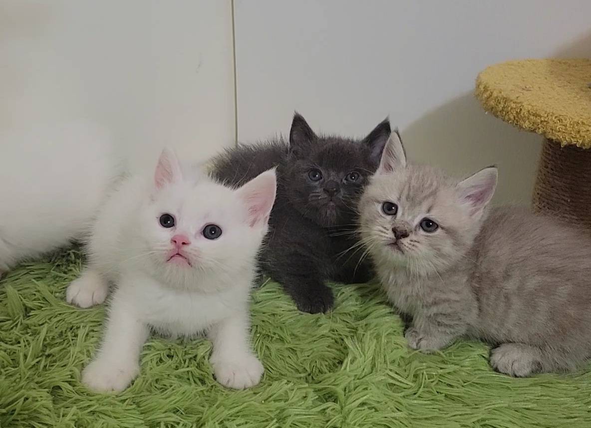 刻在你心底的貓／各色曼赤肯