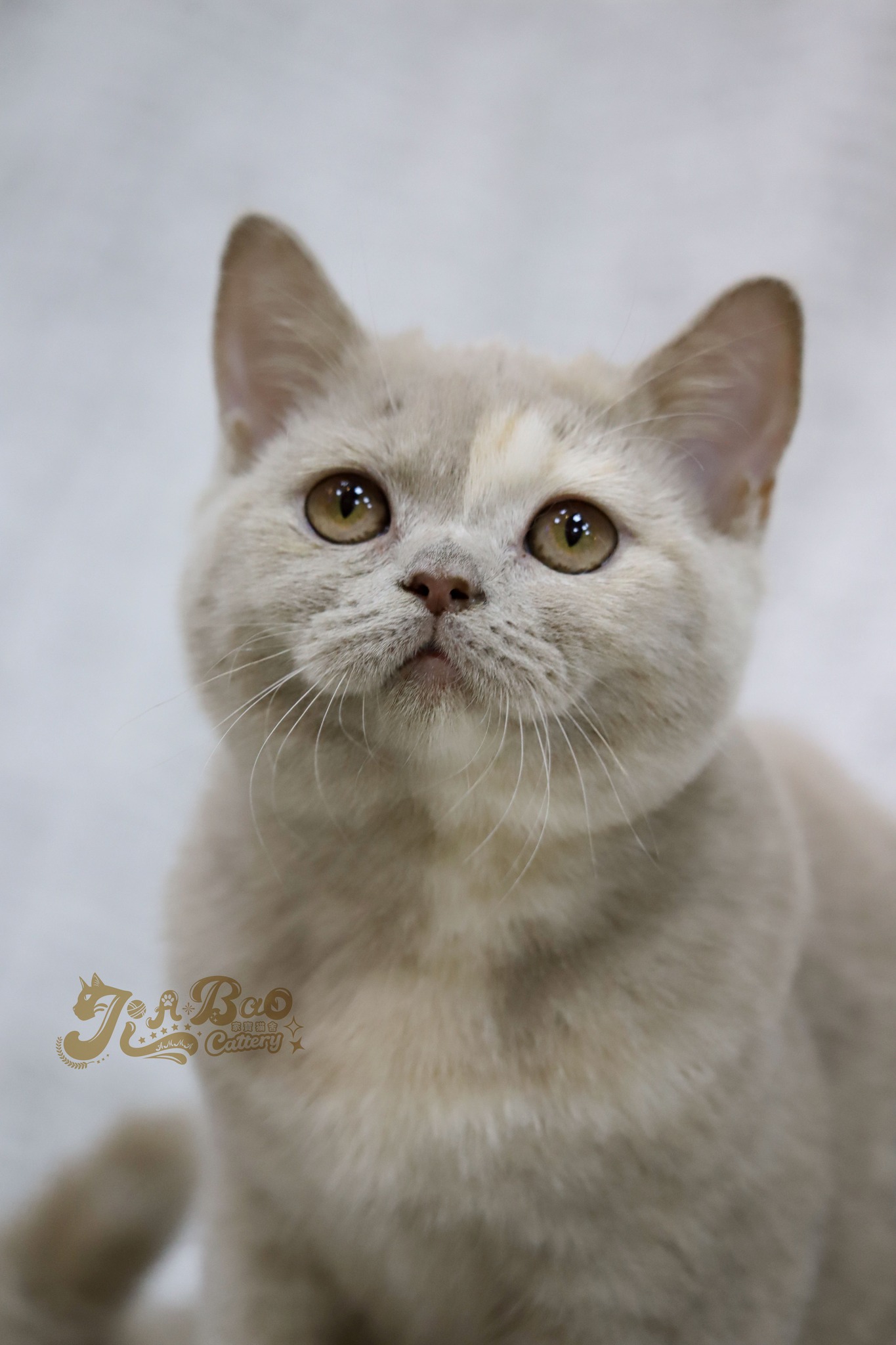 家寶寵物／紫丁香玳瑁英國短毛貓