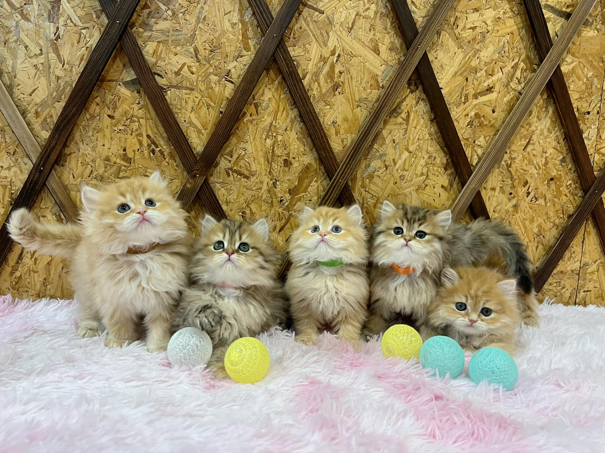 金瑟喵屋／黃金色、棕黃色金吉拉