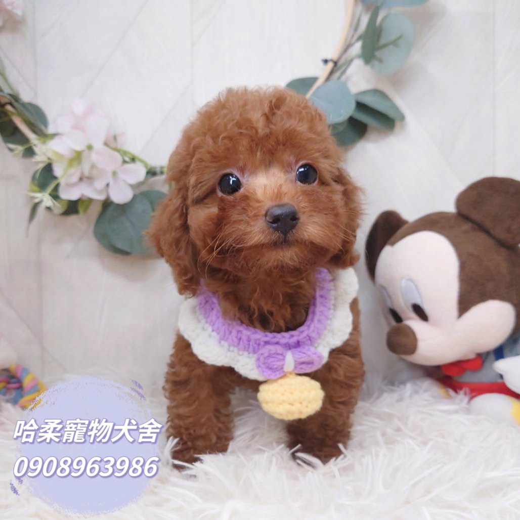 哈柔寵物犬舍／泰迪紅貴賓