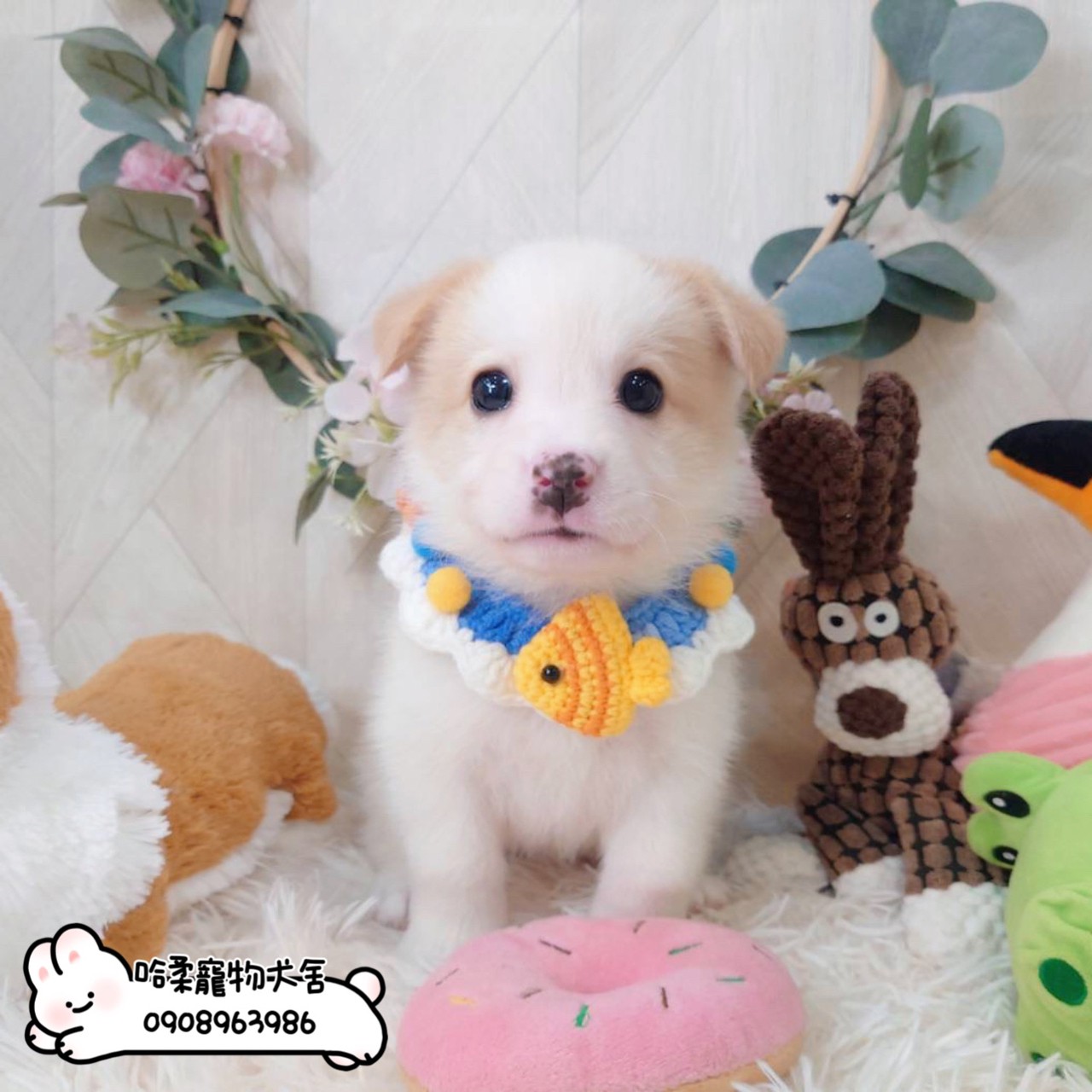 哈柔寵物犬舍／邊境牧羊犬