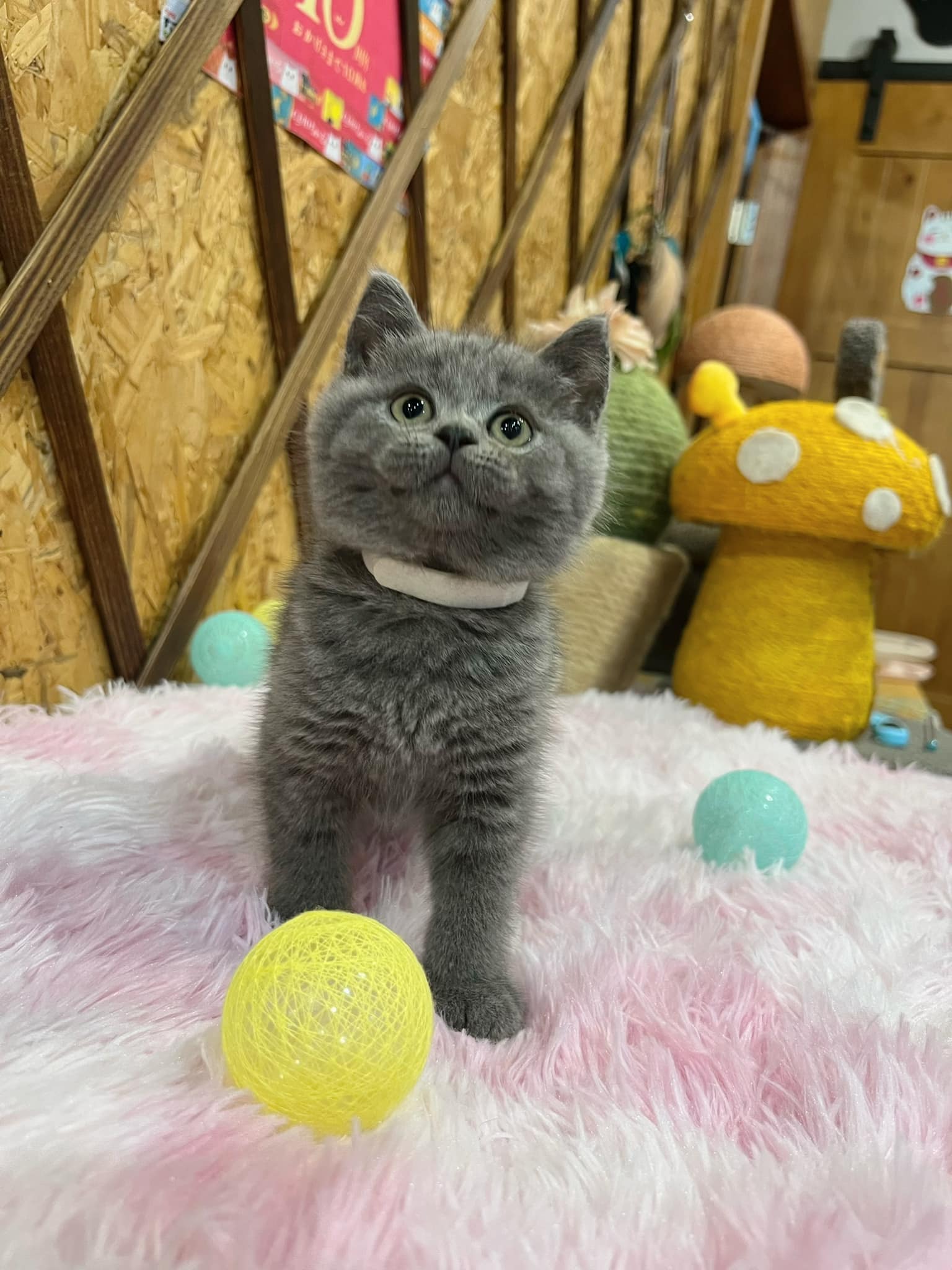 金瑟喵屋／藍色英國短毛貓