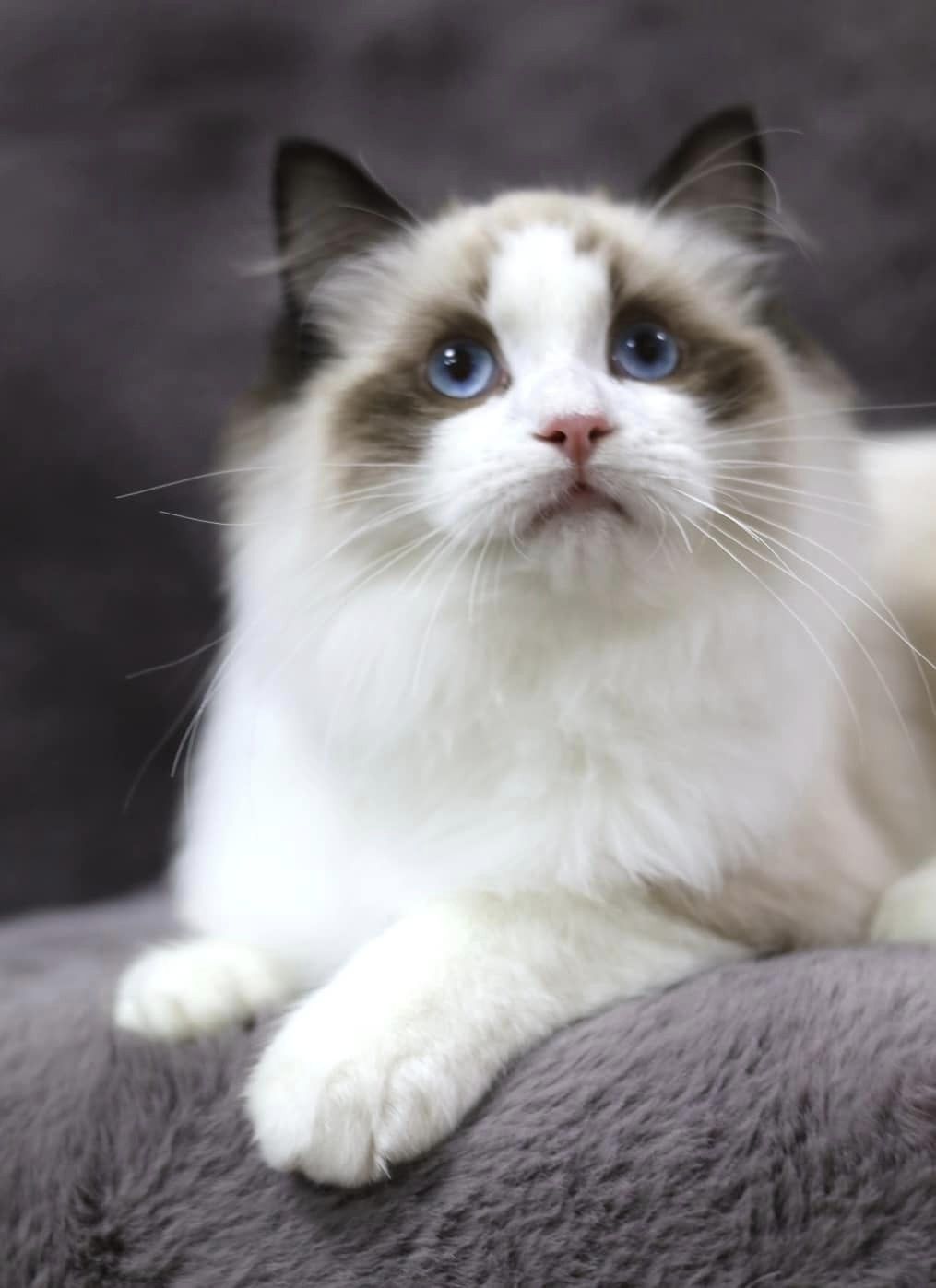 琥珀布偶貓舍／海豹雙色布偶貓