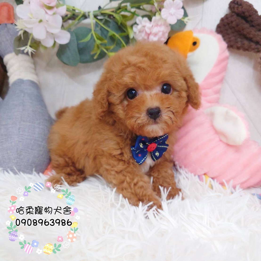 哈柔寵物犬舍／奶油紅貴賓