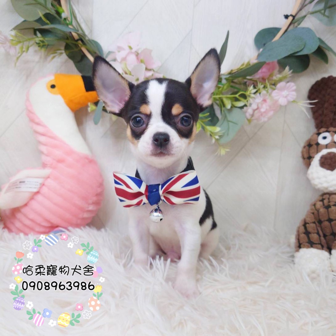哈柔寵物犬舍／黑四目吉娃娃