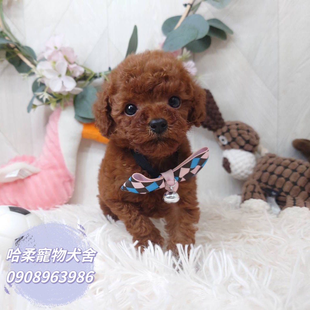 哈柔寵物犬舍／泰迪紅貴賓