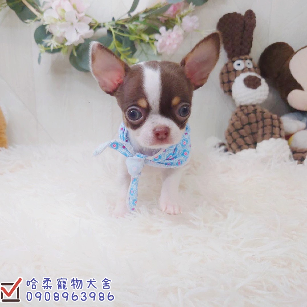 哈柔寵物犬舍／巧克力四目短毛吉娃娃