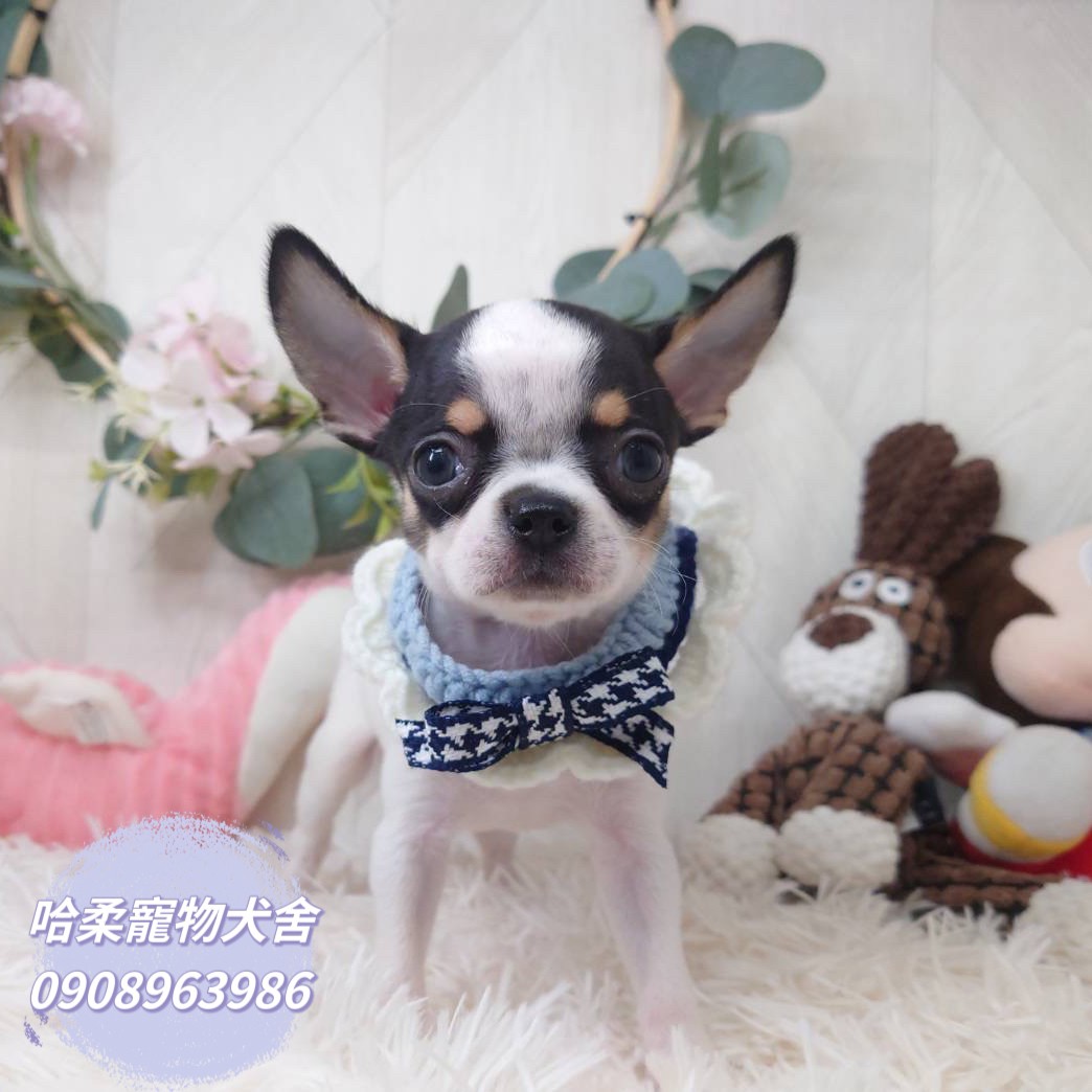 哈柔寵物犬舍／黑四目短毛吉娃娃