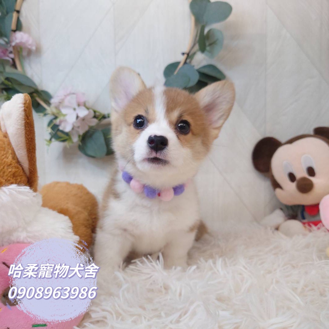 哈柔寵物犬舍／威爾斯黃白柯基犬