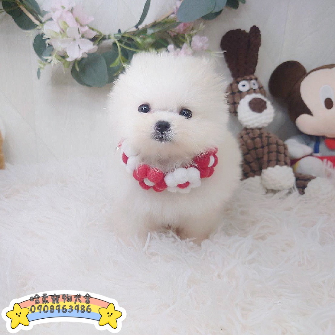 哈柔寵物犬舍／狐狸博美